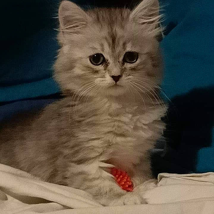 Neyko a rejoint le concours — aidez-le/la à gagner de superbes lots ! american_curl, asian, asian_semi_longhair, british_longhair, british_semi_longhair, carnivore, cat, domestic_long_haired_cat, fawn, felidae, kitten, mammal, munchkin, napoleon_cat, persian, ragamuffin, ragdoll, siberian, small_to_medium_sized_cats, whiskers