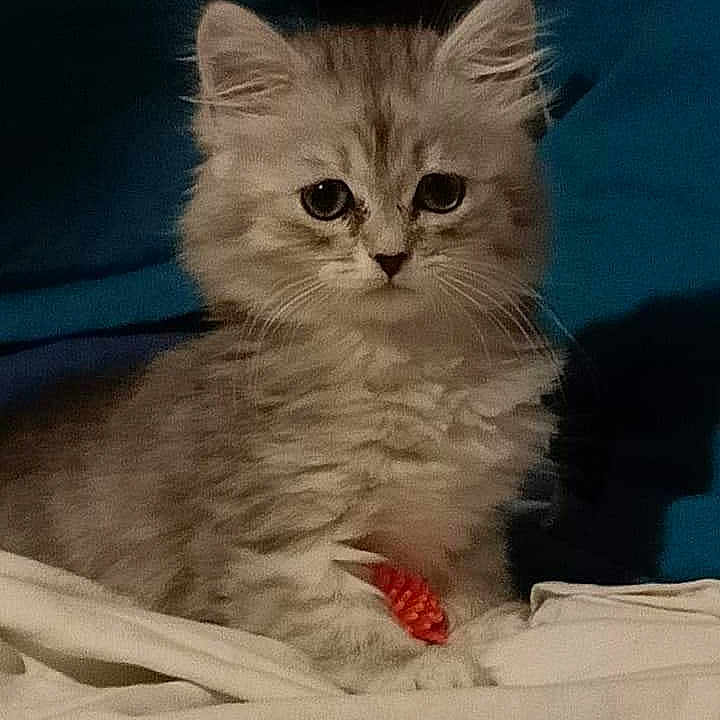 Neyko