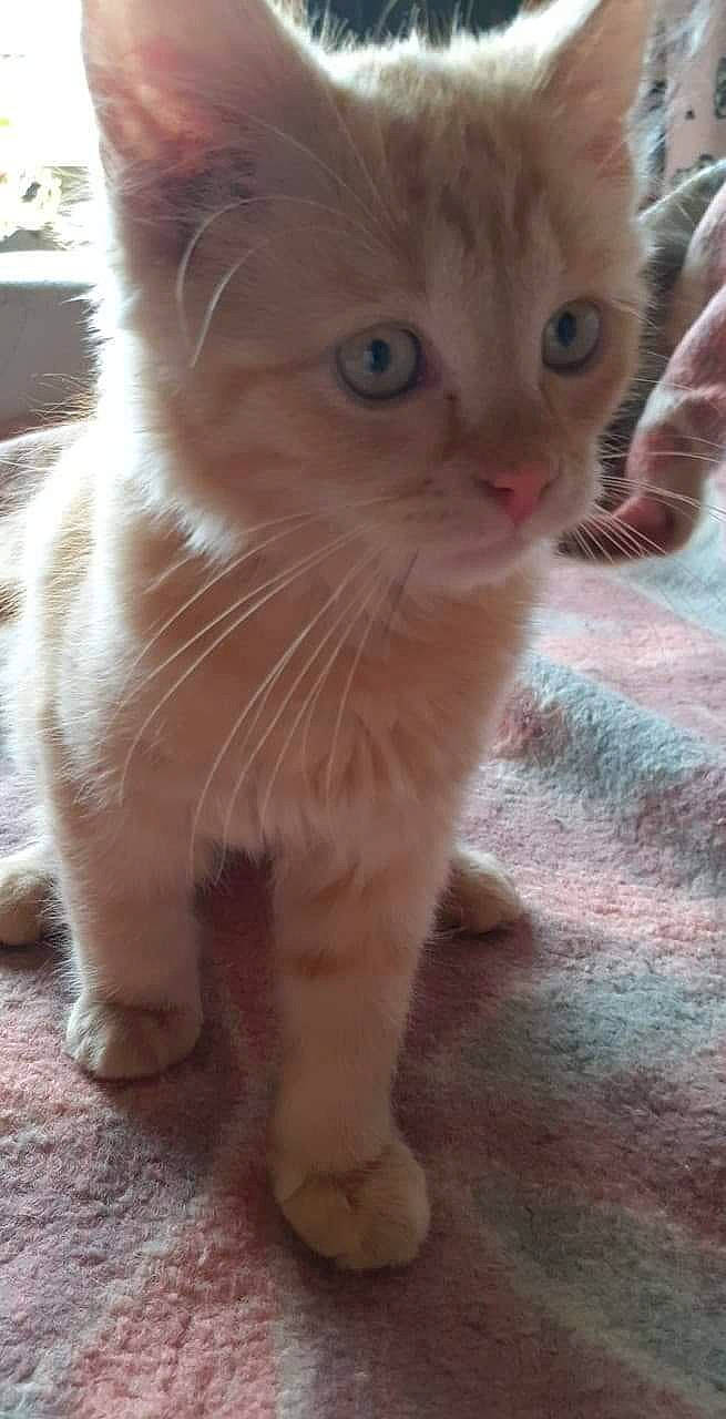 Marley participe au concours pour gagner de l'argent avec cette photo : aegean_cat, american_curl, arabian_mau, asian, carnivore, cat, domestic_short_haired_cat, eye, fawn, felidae, kitten, mammal, munchkin, ojos_azules, polydactyl_cat, singapura, small_to_medium_sized_cats, snout, vertebrate, whiskers