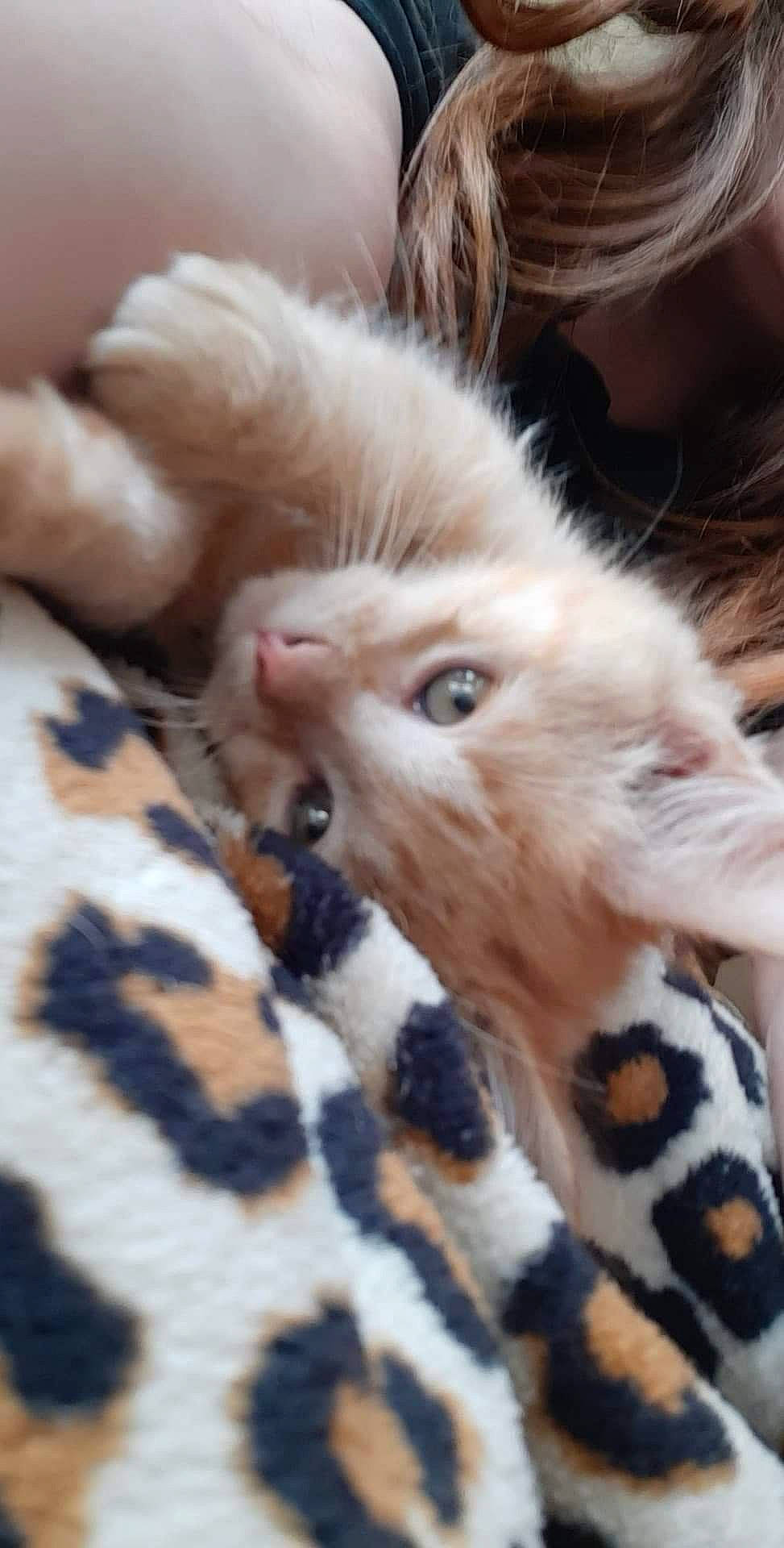 Marley participe au concours pour gagner de l'argent avec cette photo : american_curl, american_shorthair, asian, bengal, carnivore, cat, claw, fawn, felidae, fur, kitten, mammal, munchkin, polydactyl_cat, small_to_medium_sized_cats, vertebrate, whiskers