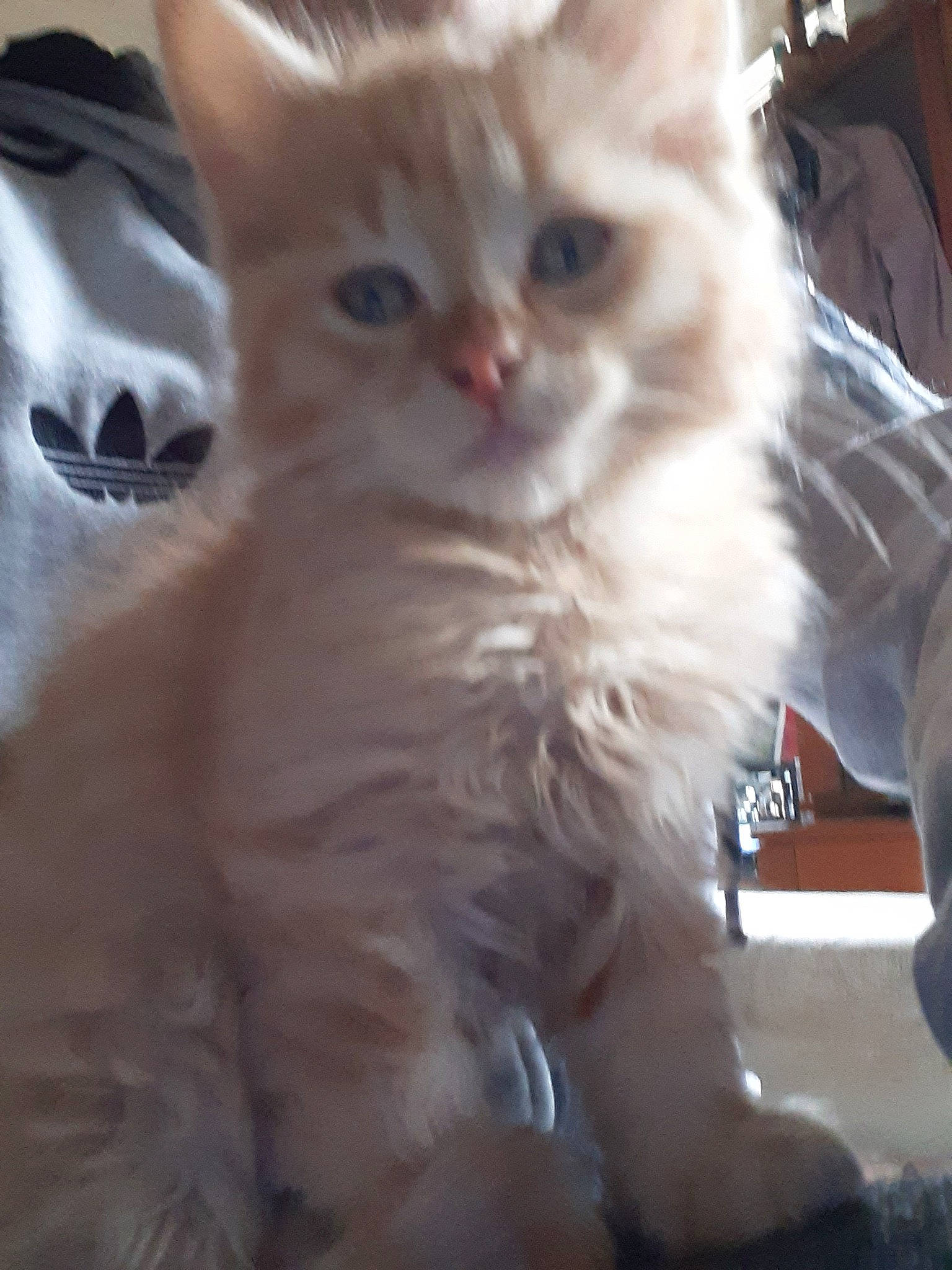 Marley participe au concours pour gagner de l'argent avec cette photo : asian, asian_semi_longhair, british_longhair, british_semi_longhair, carnivore, cat, domestic_long_haired_cat, eye, fawn, felidae, kitten, mammal, napoleon_cat, ragamuffin, ragdoll, siberian, small_to_medium_sized_cats, turkish_van, vertebrate, whiskers