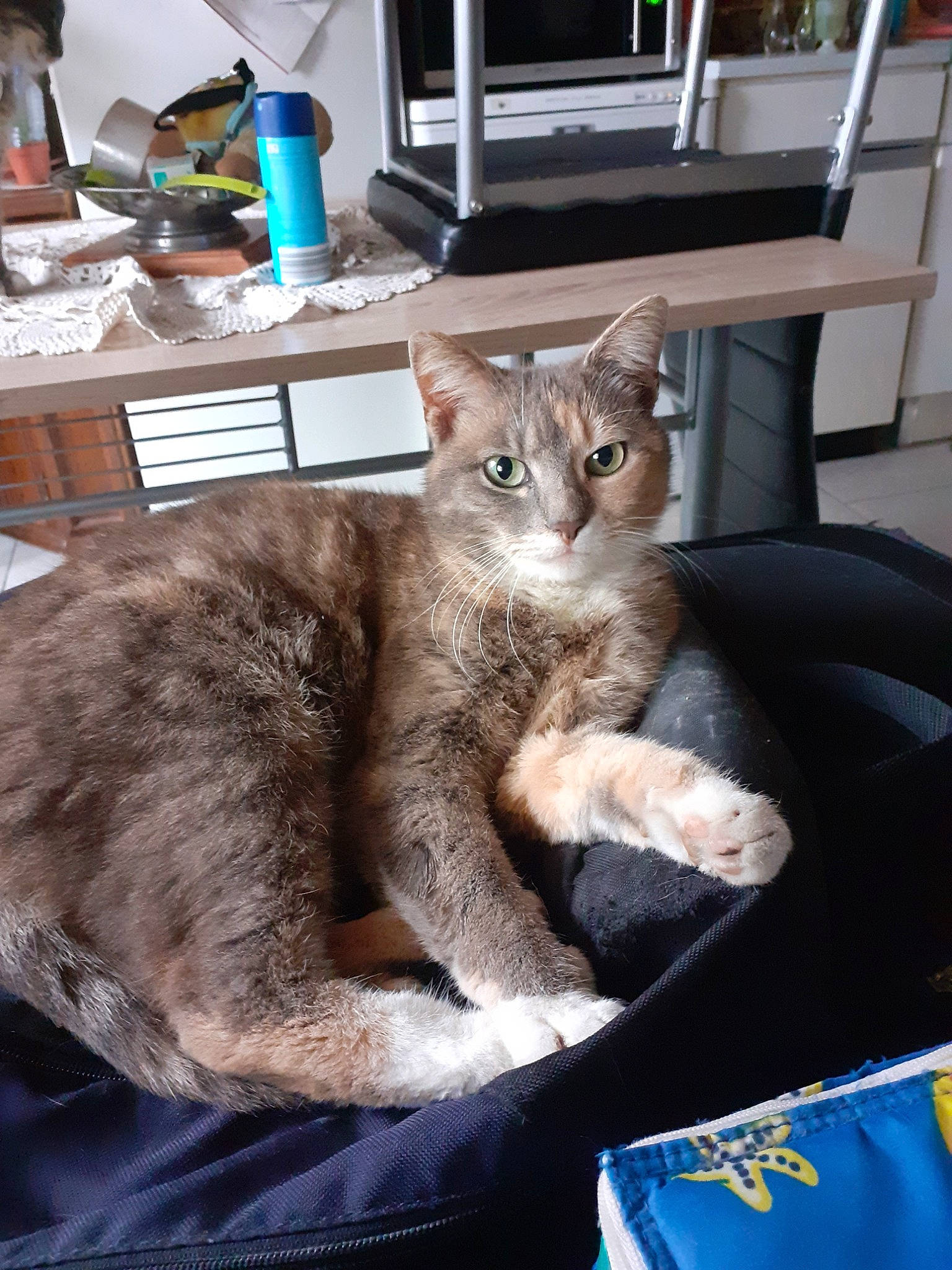 Pepette participe au concours pour gagner de l'argent avec cette photo : asian, carnivore, cat, domestic_short_haired_cat, dragon_li, european_shorthair, felidae, german_rex, korat, mammal, nebelung, russian_blue, small_to_medium_sized_cats, tabby_cat, vertebrate, whiskers