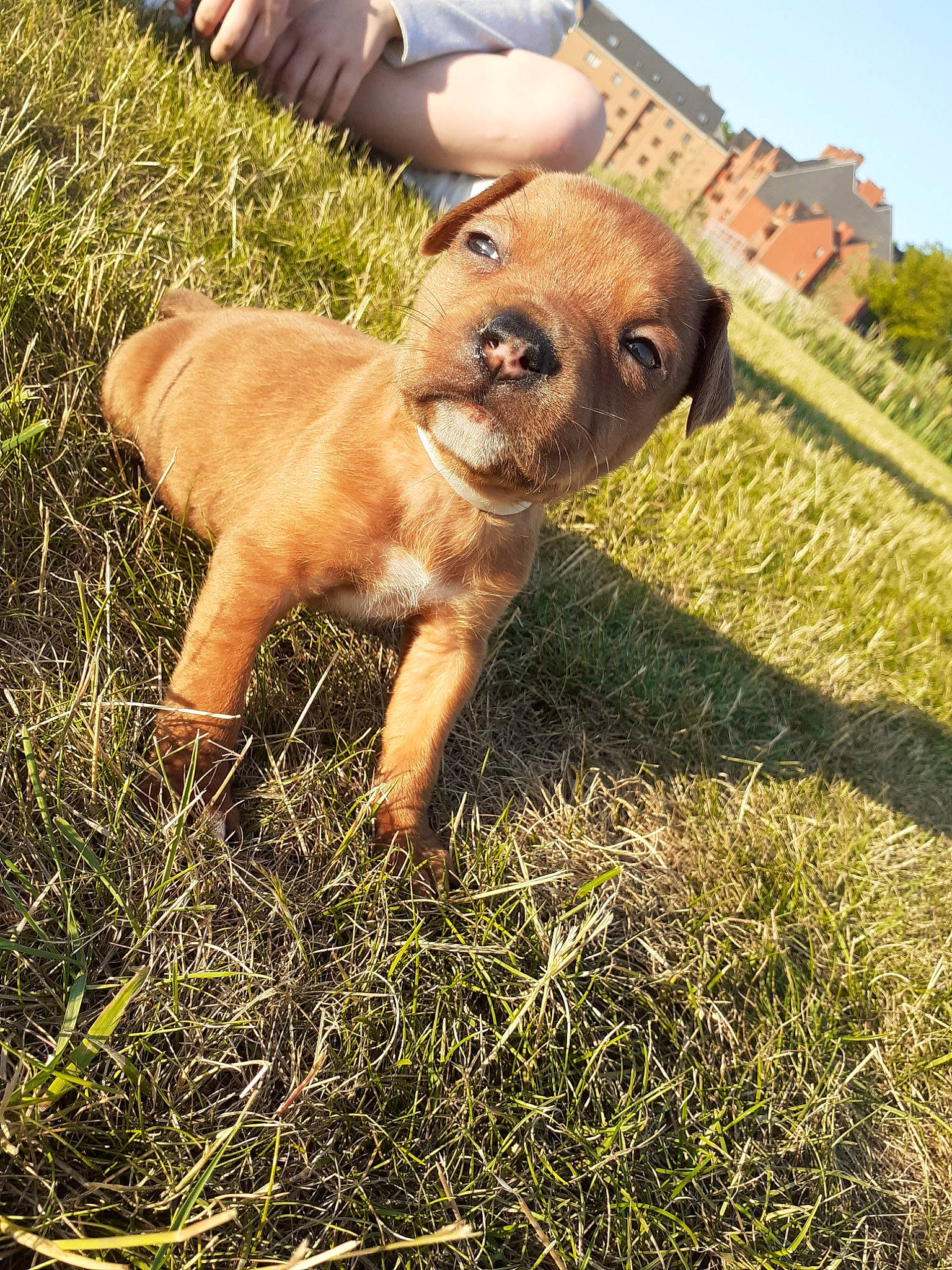 Kira participe au concours pour gagner de l'argent avec cette photo : canidae, carnivore, companion_dog, dog, dog_breed, fawn, grass, mammal, puppy, snout, sporting_group, vertebrate