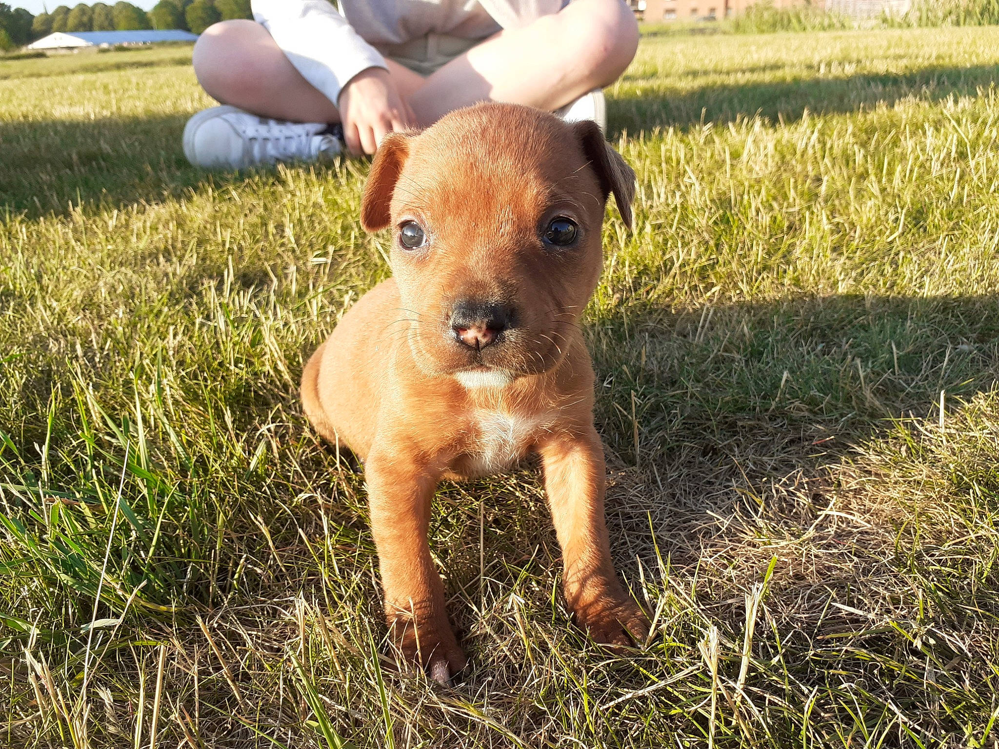 Kira a rejoint le concours — aidez-le/la à gagner de superbes lots ! american_pit_bull_terrier, american_staffordshire_terrier, canidae, carnivore, companion_dog, dog, dog_breed, fawn, grass, mammal, non_sporting_group, pit_bull, rare_breed_dog, snout, sporting_group, staffordshire_bull_terrier, terrier, vertebrate