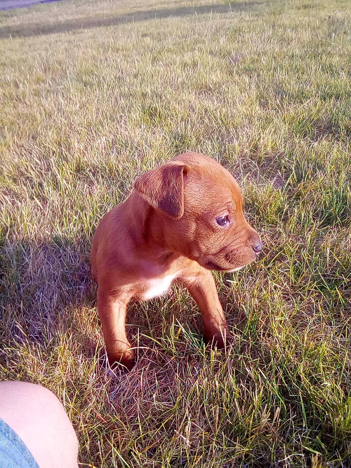 Kira a rejoint le concours — aidez-le/la à gagner de superbes lots ! american_pit_bull_terrier, canidae, carnivore, dog, dog_breed, dogue_de_bordeaux, ear, fawn, grass, liver, mammal, nose, pit_bull, puppy, sporting_group, vertebrate, vizsla