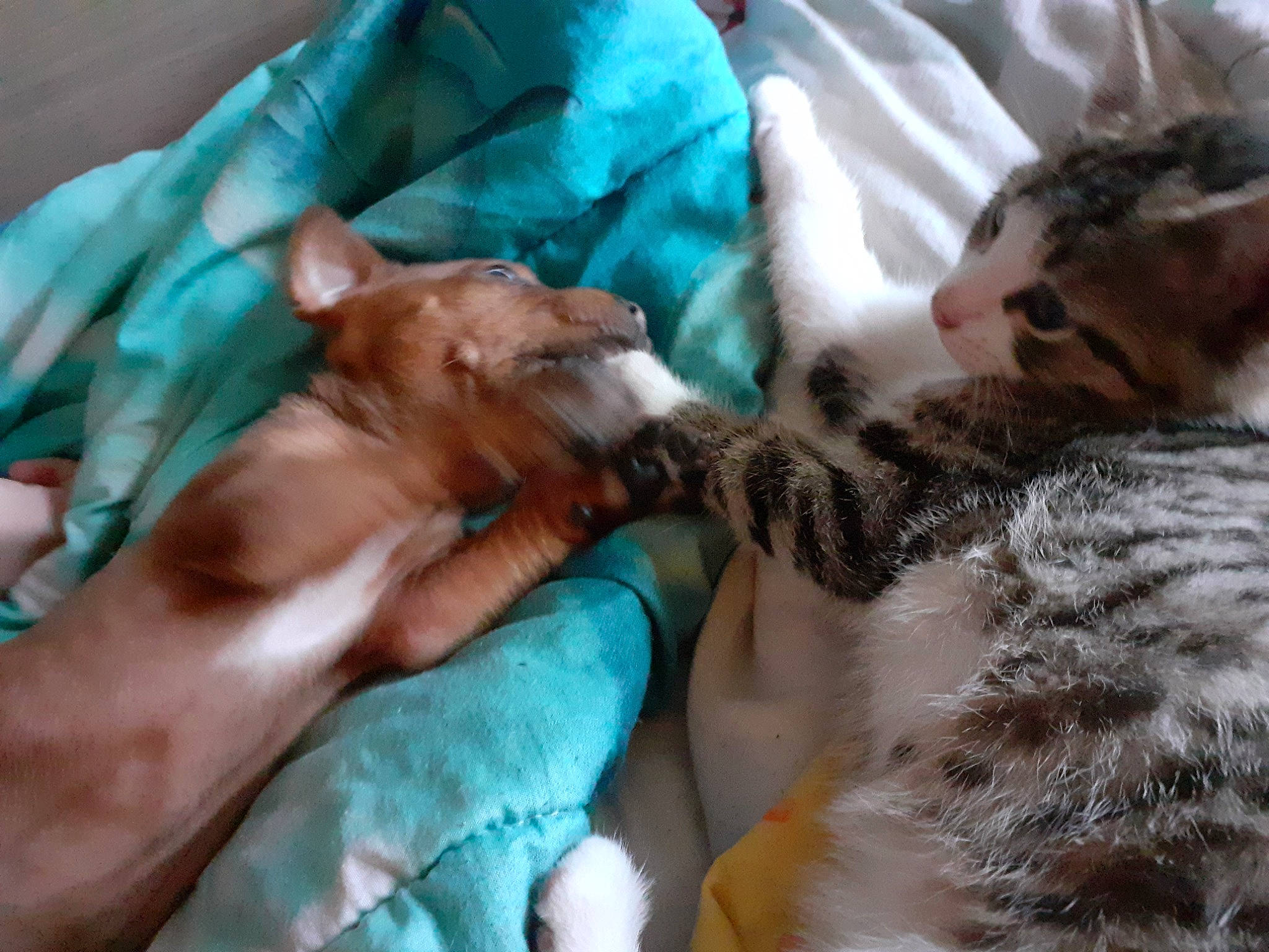 Kira participe au concours pour gagner de l'argent avec cette photo : canidae, carnivore, cat, fawn, felidae, fur, kitten, mammal, nap, small_to_medium_sized_cats, snout, whiskers