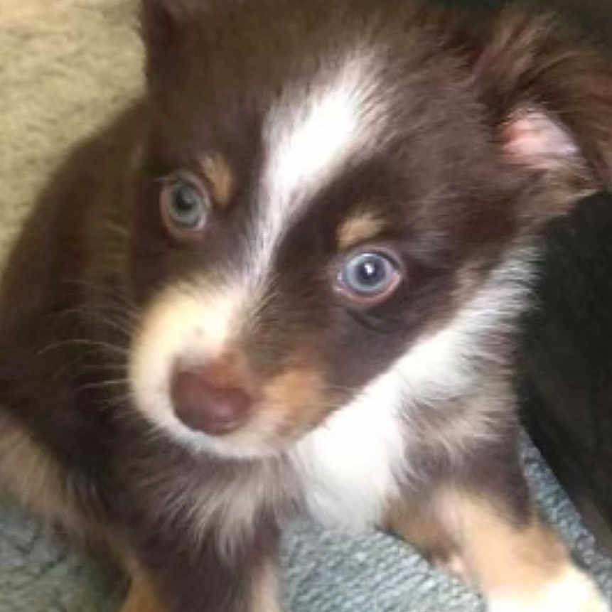 Chiro joined the competition — help win amazing prizes! animal, blue_eyes, brown, carpet, close_up, companion, curious, cute, dog, domestic_animal, ears, floor, fur, indoor, paw, pet, puppy, small, white_markings, young