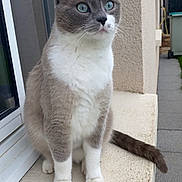 Grizzy participe au concours pour gagner de l'argent avec cette photo : animal, blue_eyes, calm, cat, closeup, curious, daylight, feline, garden_path, grey_fur, house_wall, outdoor, paws, pet, sitting, tail, whiskers, white_fur, window, windowsill