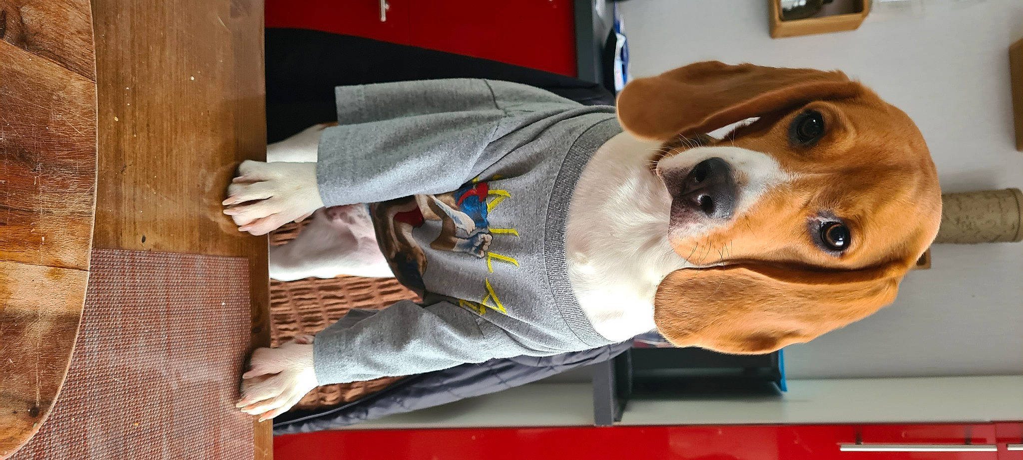 Tina participe au concours pour gagner de l'argent avec cette photo : canidae, carnivore, collar, comfort, companion_dog, dog, dog_breed, dog_clothes, dog_collar, dog_supply, eyewear, fawn, fur, goggles, pet_supply, sleeve, sunglasses, whiskers, wood, working_animal