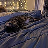 Minnie is registered to the contest to win money with this photo: cat, tabby_cat, sleeping, bed, bedding, blanket, bedroom, fairy_lights, cozy, indoors, nighttime, relaxed, resting, pet, whiskers, striped_fur, person, warm_lighting, home, nap