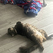 Minnie joined the competition — help win amazing prizes! cat, fluffy_cat, long_hair, tabby, pet, animal, lying_down, on_back, relaxed, playful, sunlight, indoor, tile_floor, blanket, chair, furniture, collar, tail, whiskers, home