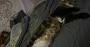 Minnie is registered to the contest to win money with this photo: cat, tabby_cat, white_chest, sleeping, relaxed, lying_down, bed, blanket, pillow, bedroom, plush_toy, cat_tree, indoor, pet, furry, whiskers, striped_fur, purple_lighting, cozy, portrait