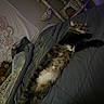 cat, tabby_cat, white_chest, sleeping, relaxed, lying_down, bed, blanket, pillow, bedroom, plush_toy, cat_tree, indoor, pet, furry, whiskers, striped_fur, purple_lighting, cozy, portrait
