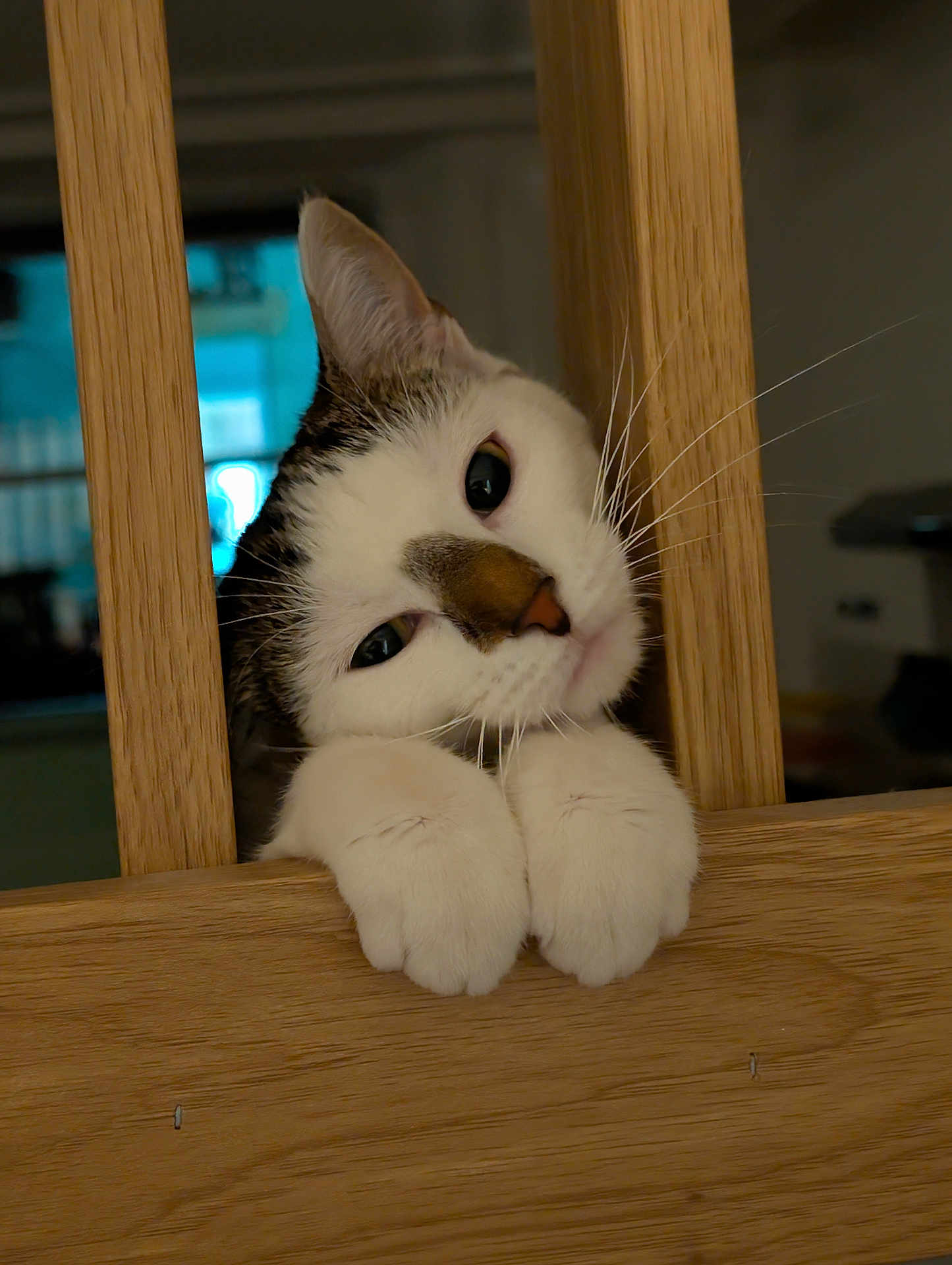 Dana a rejoint le concours — aidez-le/la à gagner de superbes lots ! cat, paw, wood, indoor, curious, pet, animal, closeup, feline, whiskers, ears, face, resting, domestic, wooden_bars, cute, soft_light, blurred_background, looking, house