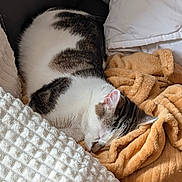 Dana participe au concours pour gagner de l'argent avec cette photo : cat, sleeping, cozy, blanket, white, orange, fur, pet, domestic_animal, resting, closeup, indoor, soft, comfortable, cute, animal, feline, relaxed, cushion, nap