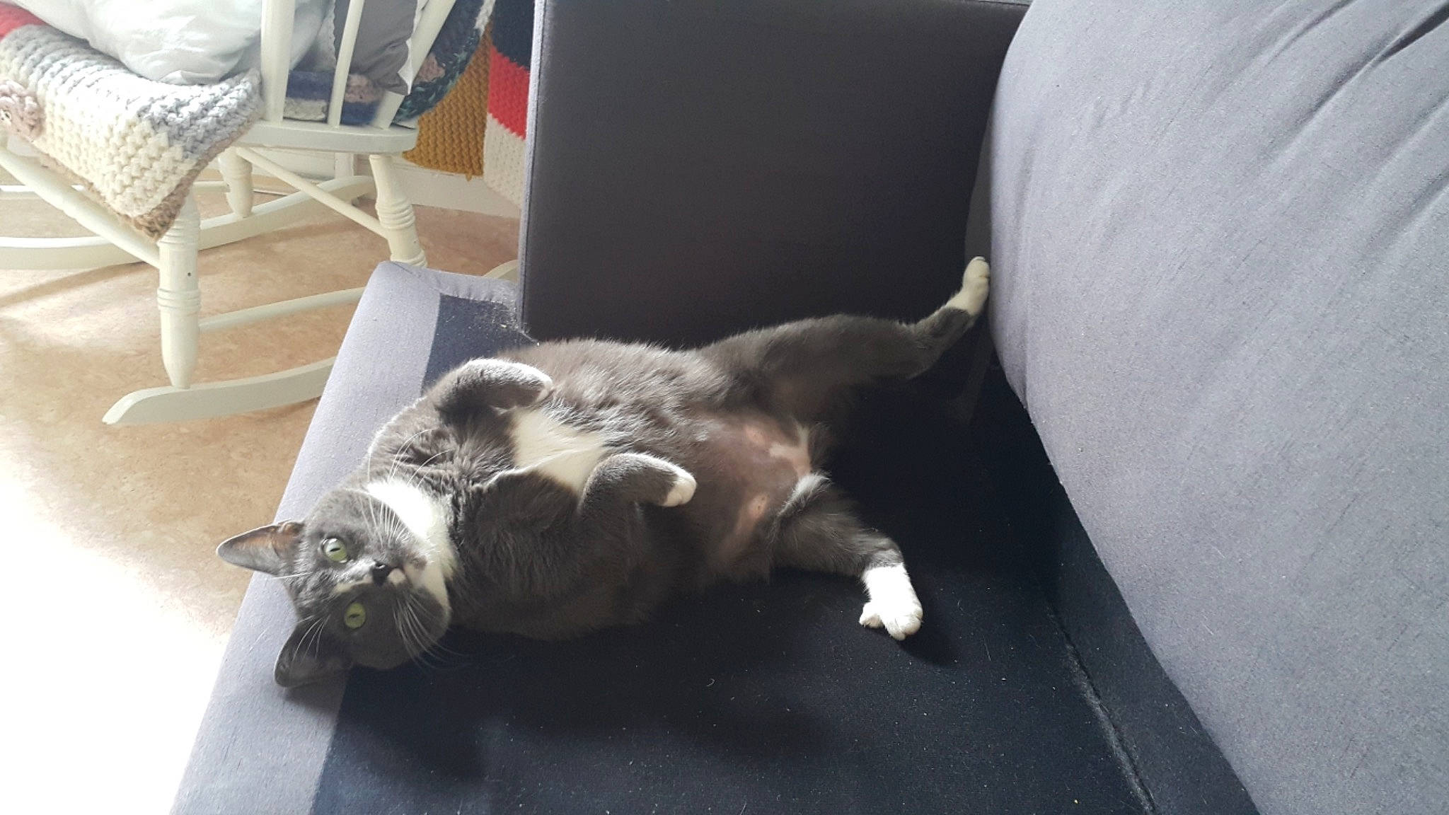 Asaki a rejoint le concours — aidez-le/la à gagner de superbes lots ! carnivore, cat, chair, comfort, companion_dog, dog_breed, domestic_short_haired_cat, felidae, fur, paw, room, small_to_medium_sized_cats, sporting_group, tail, whiskers