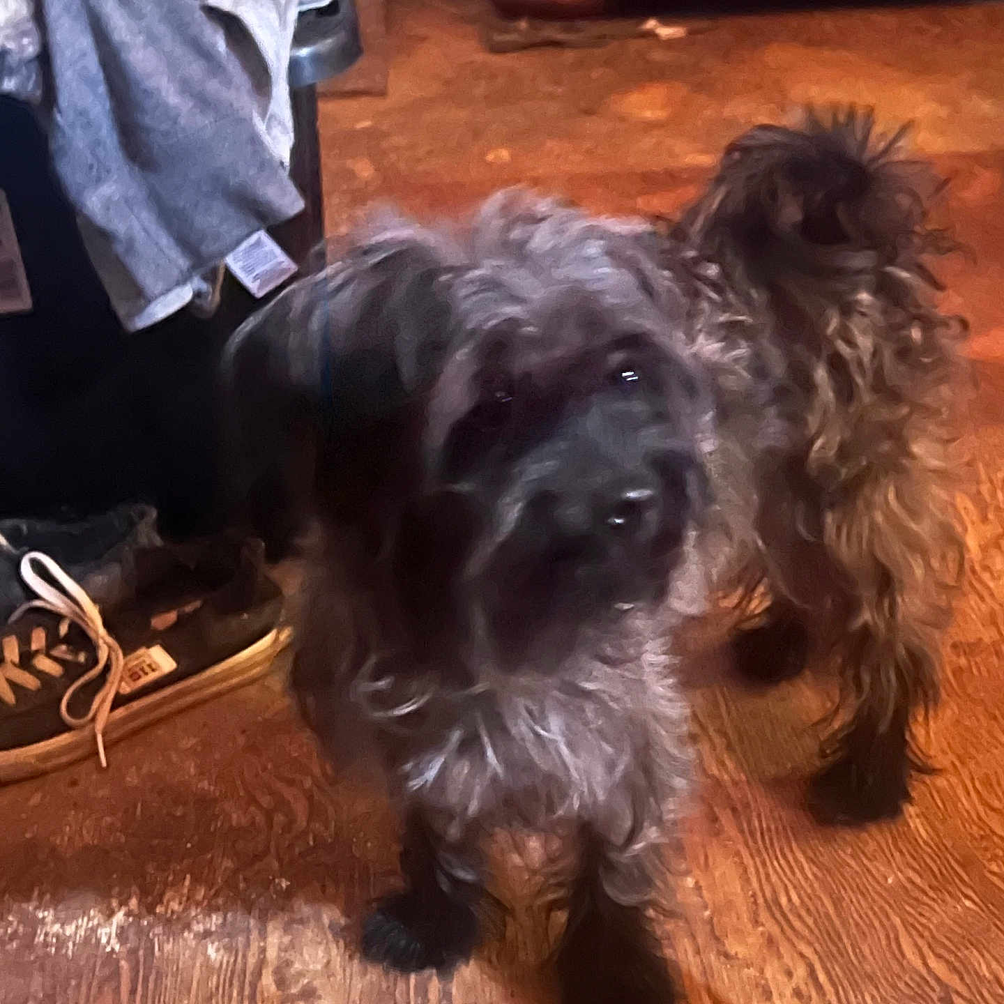 Brutus joined the competition — help win amazing prizes! dog, puppy, scruffy, curly_hair, fluffy, black_dog, standing, indoors, wooden_floor, living_room, couch, clothing, shoes, pet, canine, fur, portrait, looking_at_camera, home, funny