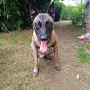 Uston participe au concours pour gagner de l'argent avec cette photo : dog, animal, pet, outdoor, grass, dirt, greenery, bush, tree, ears, tongue, toy, soccer_ball, path, nature, canine, mammal, playful, sitting, garden