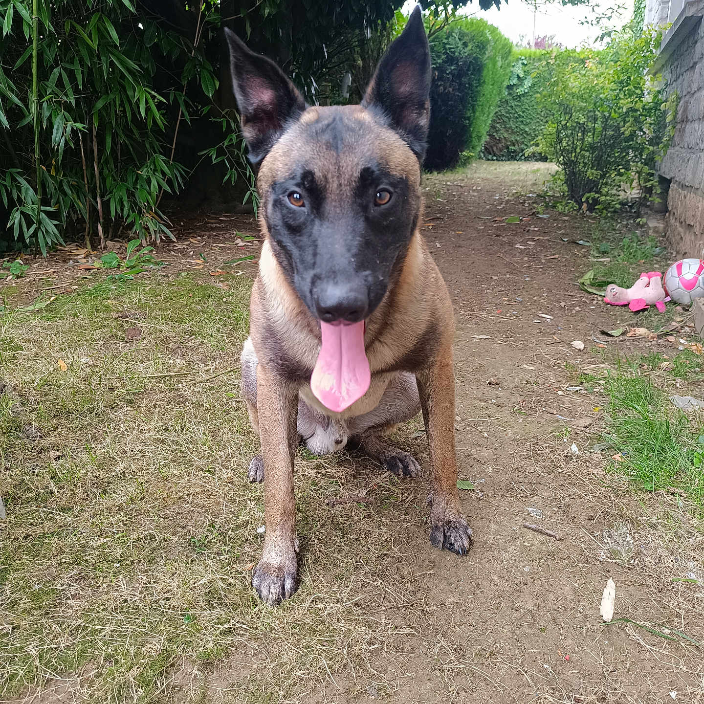 Uston participe au concours pour gagner de l'argent avec cette photo : animal, bush, canine, dirt, dog, ears, garden, grass, greenery, mammal, nature, outdoor, path, pet, playful, sitting, soccer_ball, tongue, toy, tree