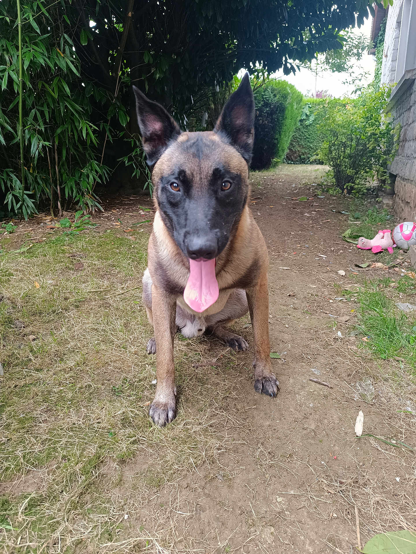 Uston participe au concours pour gagner de l'argent avec cette photo : dog, animal, pet, outdoor, grass, dirt, greenery, bush, tree, ears, tongue, toy, soccer_ball, path, nature, canine, mammal, playful, sitting, garden