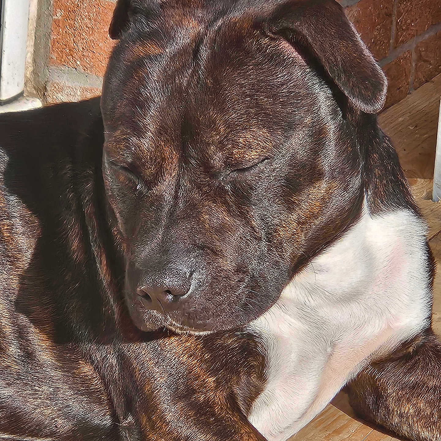 Tao a rejoint le concours — aidez-le/la à gagner de superbes lots ! animal, architecture, bostonbull, boxer, building, bulldog, canine, dog, frenchbulldog, hardwood, hound, labradorretriever, person, pet, pitbull, puppy, sleeping, snout, wall, wood