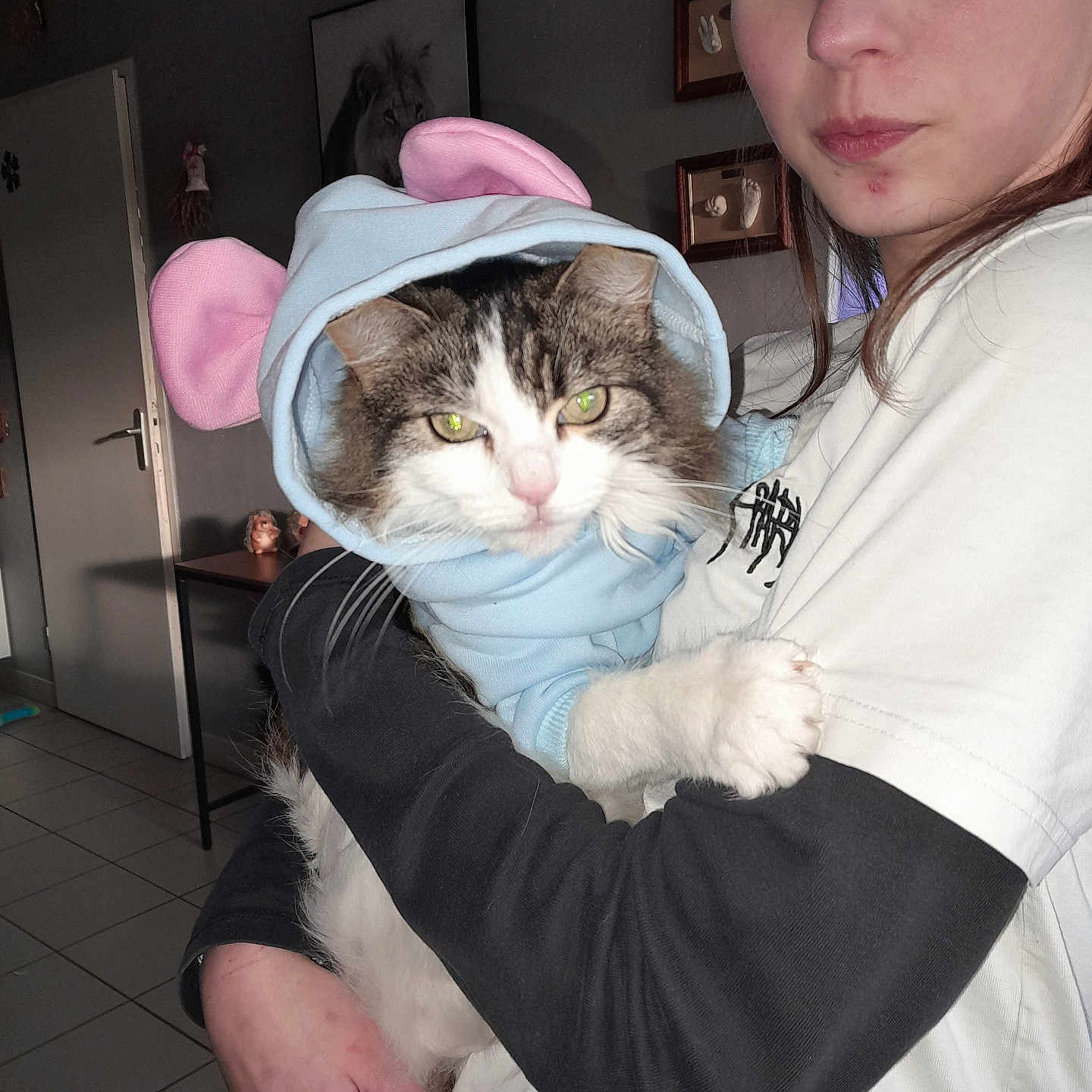 Bella a rejoint le concours — aidez-le/la à gagner de superbes lots ! abyssinian, animal, baby, bodypart, cat, clothing, face, hat, head, hood, hoodie, kitten, knitwear, person, pet, photoframe, photography, portrait, sweater, sweatshirt