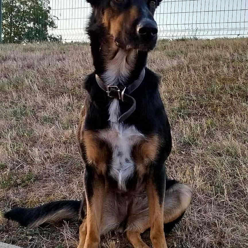 Tina a rejoint le concours — aidez-le/la à gagner de superbes lots ! alert, animal, black, brown, calm, canine, collar, concrete, daylight, dog, ears, fence, grass, nature, outdoor, pet, portrait, quiet, sitting, white