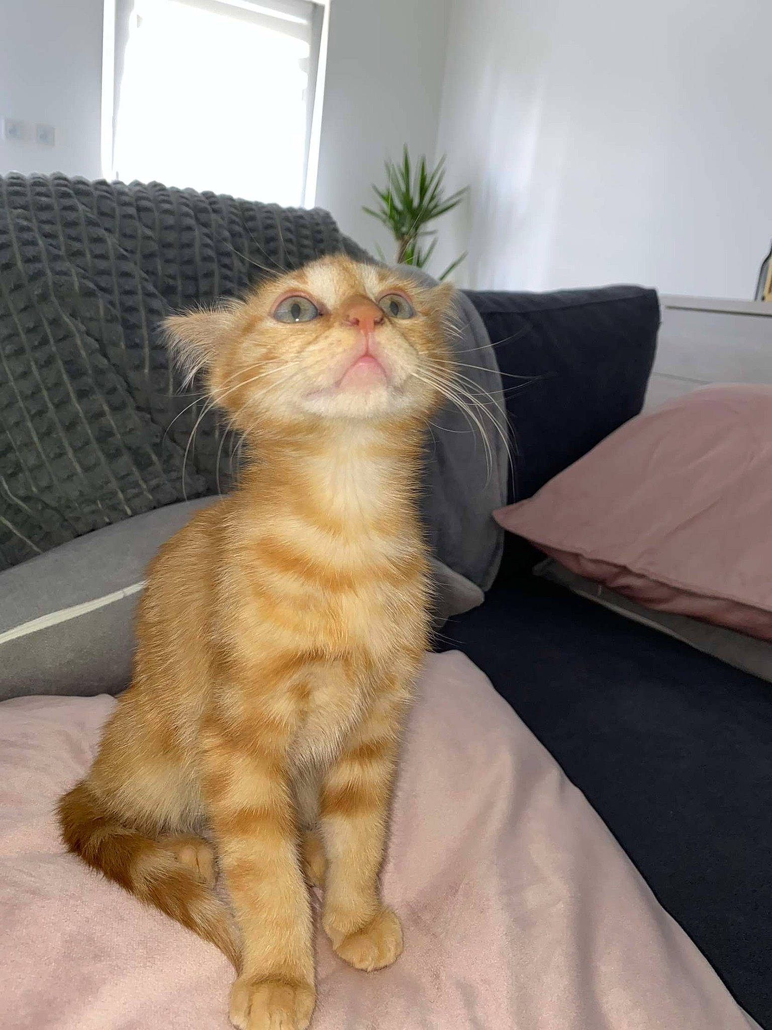 Simba participe au concours pour gagner de l'argent avec cette photo : carnivore, cat, claw, comfort, couch, domestic_short_haired_cat, fawn, felidae, fur, linens, paw, plant, room, sitting, small_to_medium_sized_cats, snout, tail, whiskers, window