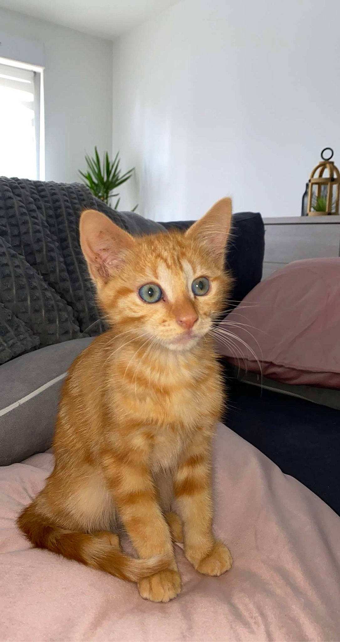 Simba participe au concours pour gagner de l'argent avec cette photo : carnivore, cat, claw, comfort, couch, domestic_short_haired_cat, fawn, felidae, flowerpot, fur, houseplant, paw, picture_frame, plant, small_to_medium_sized_cats, snout, tail, terrestrial_animal, whiskers, window