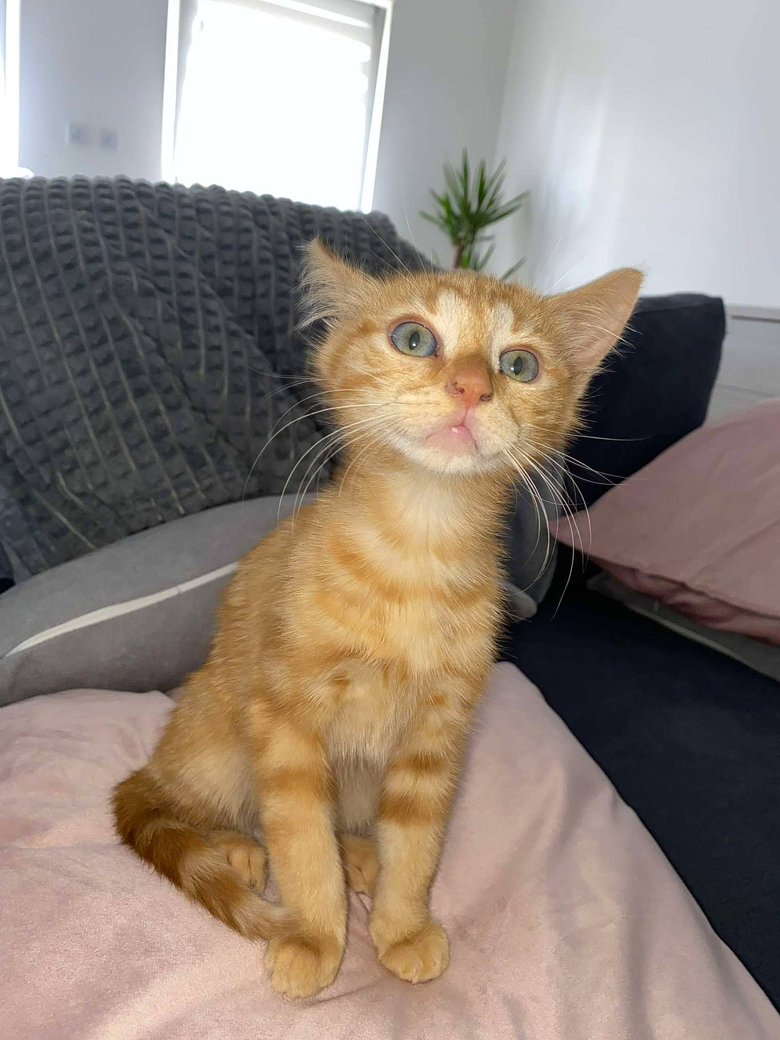 Simba a rejoint le concours — aidez-le/la à gagner de superbes lots ! bed, carnivore, cat, claw, comfort, couch, domestic_short_haired_cat, fawn, felidae, fur, living_room, paw, plant, room, small_to_medium_sized_cats, snout, tail, whiskers, window