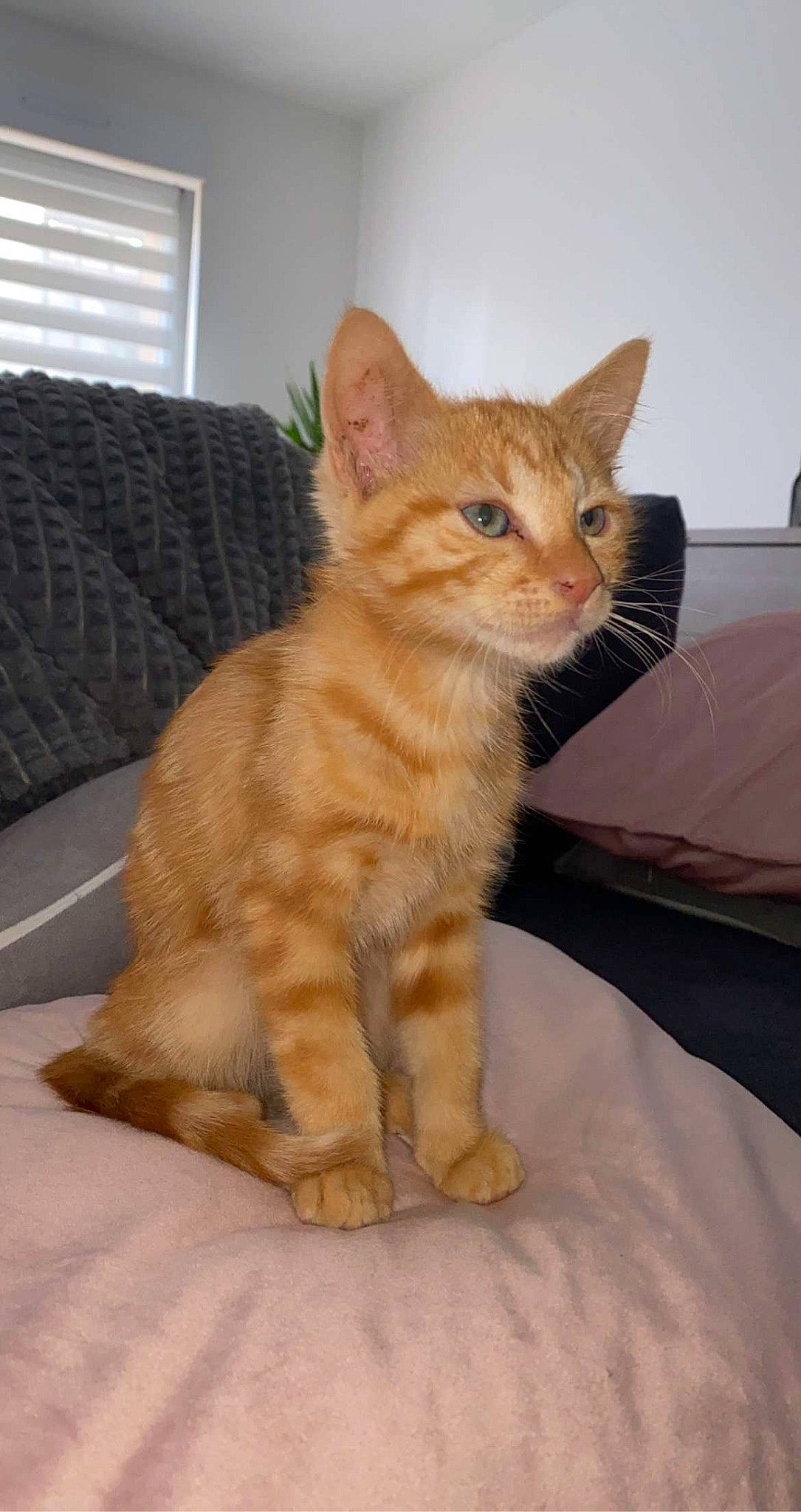 Simba a rejoint le concours — aidez-le/la à gagner de superbes lots ! carnivore, cat, claw, comfort, couch, domestic_short_haired_cat, fawn, felidae, foot, fur, paw, small_to_medium_sized_cats, snout, tail, terrestrial_animal, whiskers, window