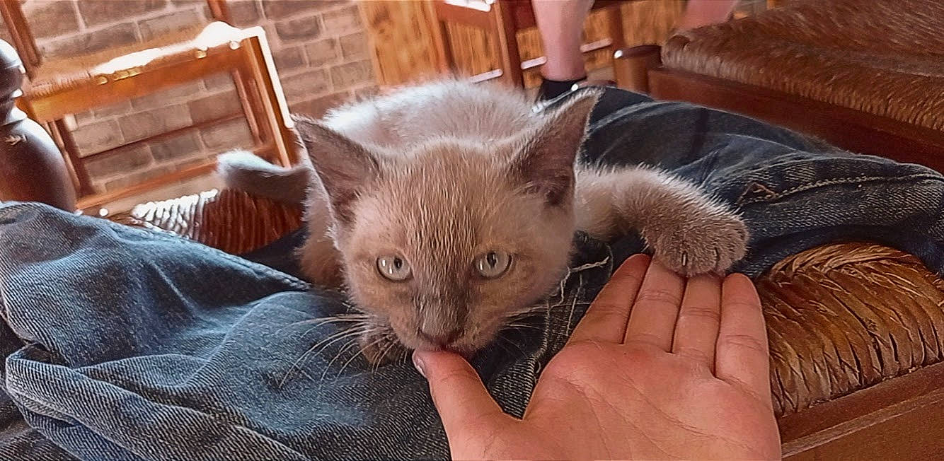 Murphy participe au concours pour gagner de l'argent avec cette photo : cabinetry, carnivore, cat, claw, comfort, domestic_short_haired_cat, ear, fawn, felidae, fur, gesture, hardwood, havana_brown, nail, small_to_medium_sized_cats, thumb, whiskers, wood