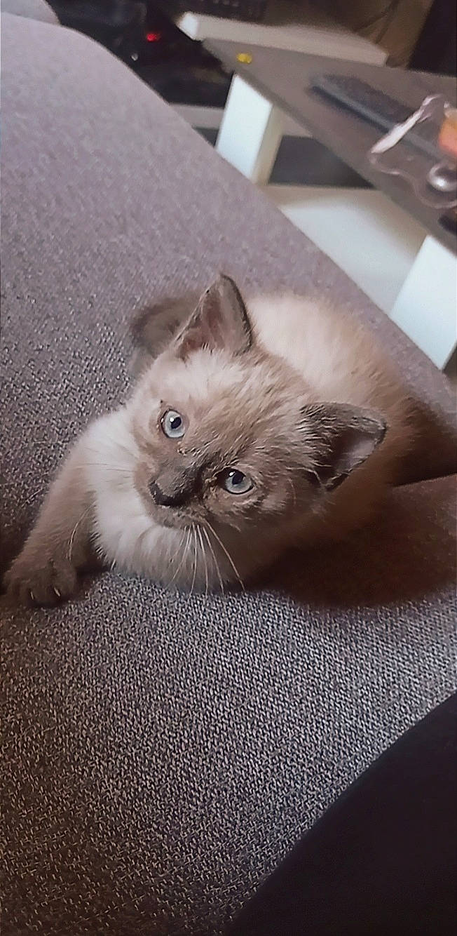 Murphy participe au concours pour gagner de l'argent avec cette photo : box, carnivore, cat, claw, comfort, domestic_short_haired_cat, fawn, felidae, flooring, fur, grey, hardwood, paw, ragdoll, small_to_medium_sized_cats, snout, tableware, tail, terrestrial_animal, whiskers