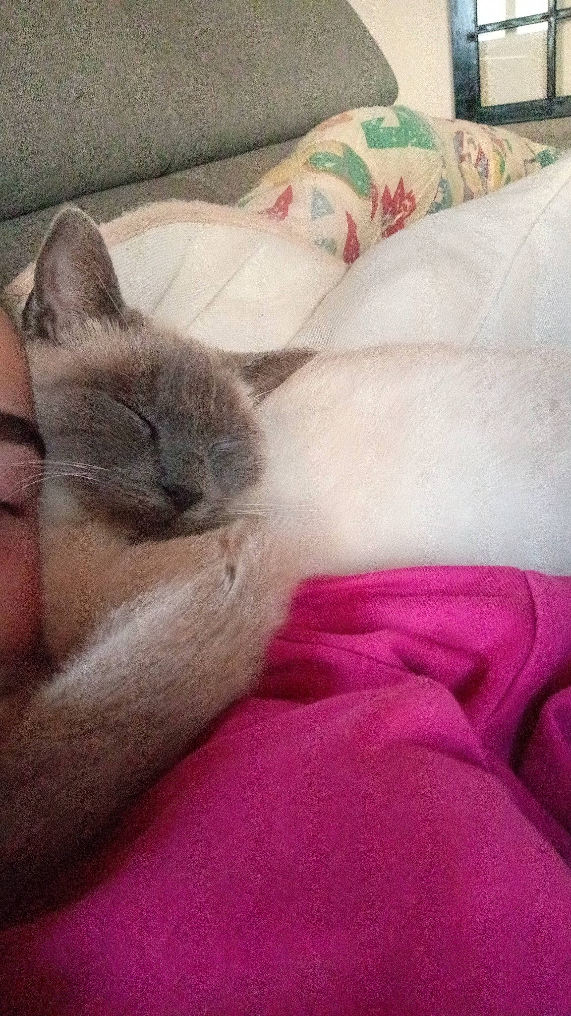 Murphy participe au concours pour gagner de l'argent avec cette photo : carnivore, cat, cloud, comfort, couch, domestic_short_haired_cat, fawn, felidae, fur, grey, human_leg, leg, linens, magenta, nap, paw, siamese, sky, small_to_medium_sized_cats, whiskers