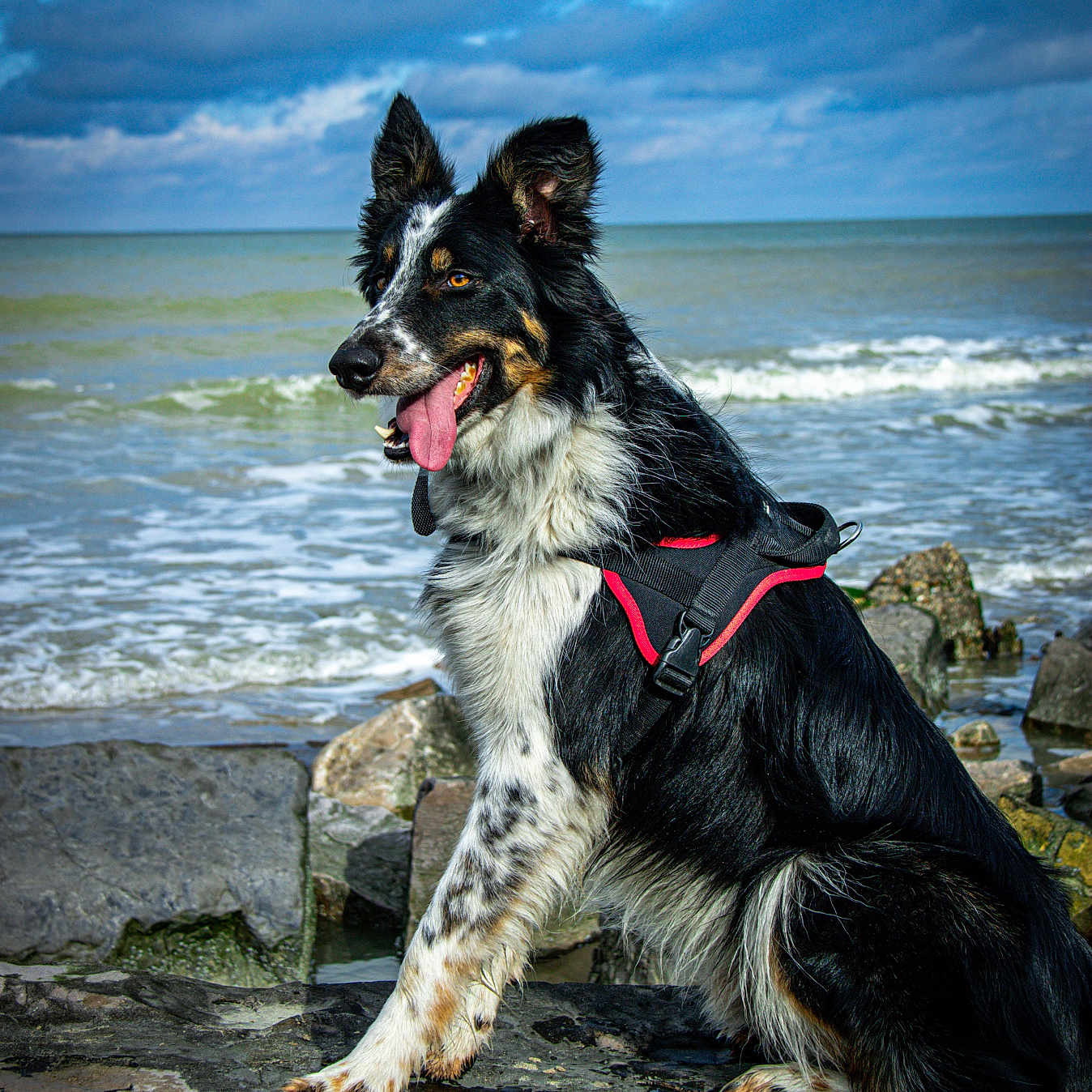 Scouby a rejoint le concours — aidez-le/la à gagner de superbes lots ! alert, animal, beach, black_and_white, border_collie, canine, clouds, dog, fur, harness, nature, ocean, outdoor, pet, rocks, sea, sitting, sky, tongue_out, water