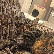 Marcus participe au concours pour gagner de l'argent avec cette photo : cat, tabby_cat, sleeping, resting, pet, indoor, blanket, brown, furniture, cozy, relaxation, cat_tree, toy, fur, whiskers, paw, closeup, texture, comfort, home