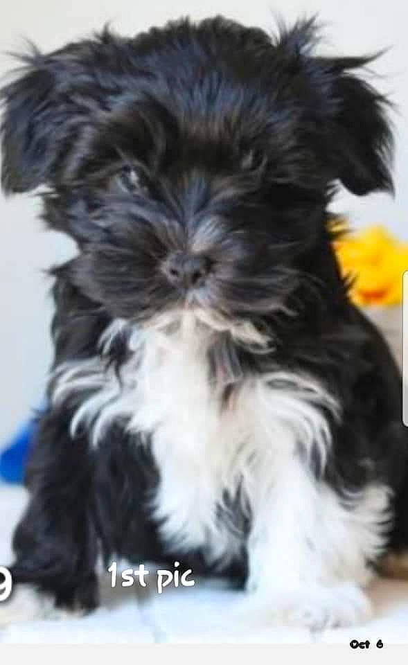 Opie is registered to the contest to win money with this photo: canidae, carnivore, companion_dog, dog, dog_breed, dog_supply, fur, liver, mal_shi, maltepoo, shih_poo, shih_tzu, small_terrier, snout, sporting_group, terrestrial_animal, terrier, toy_dog, working_animal, yorkipoo