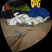 Medusa is registered to the contest to win money with this photo: bed, blanket, canine, caption, collar, colorful, comfort, couch, dog, fabric, fur, heart_shape, indoor, lying_down, pet, pillow, relaxing, rest, text_overlay, vignette