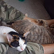 Rocket N Donut joined the competition — help win amazing prizes! animal, calico, camo_pants, cat, cats, comfort, companion, cozy, feline, fur, home, indoor, legs, person, pet, relaxed, resting, sleeping, tabby, whiskers