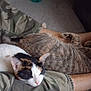 animal, calico, camo_pants, cat, cats, comfort, companion, cozy, feline, fur, home, indoor, legs, person, pet, relaxed, resting, sleeping, tabby, whiskers