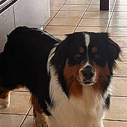 Uper participe au concours pour gagner de l'argent avec cette photo : dog, bernese_mountain_dog, pet, animal, fluffy, tricolor, black_fur, white_fur, brown_fur, long_hair, sitting, indoors, kitchen, tile_floor, home, portrait, looking_at_camera, collarless, cute, calm