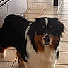 dog, bernese_mountain_dog, pet, animal, fluffy, tricolor, black_fur, white_fur, brown_fur, long_hair, sitting, indoors, kitchen, tile_floor, home, portrait, looking_at_camera, collarless, cute, calm
