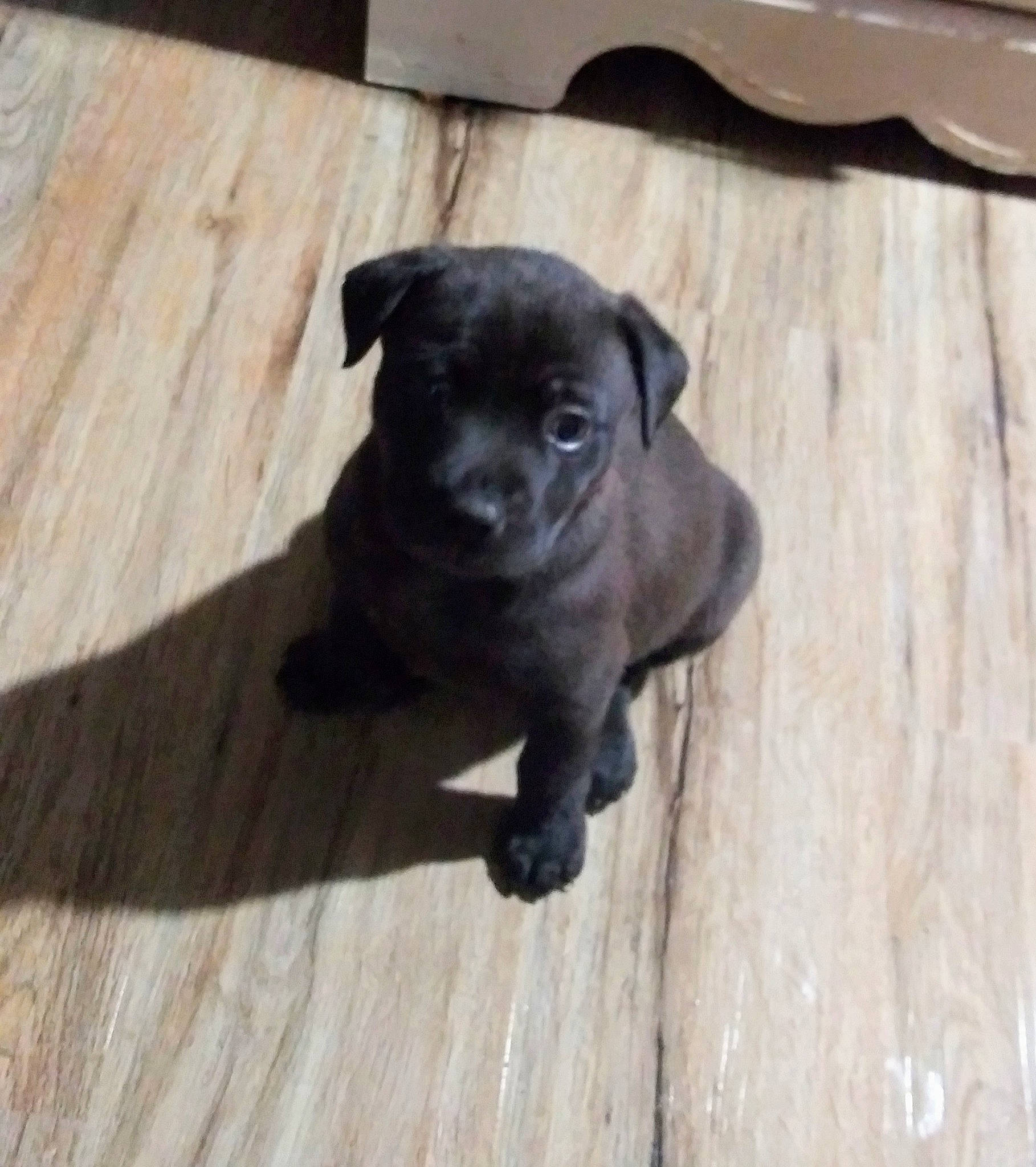 Ashlee is registered to the contest to win money with this photo: american_pit_bull_terrier, beagador, canidae, carnivore, dog, dog_breed, fawn, guard_dog, mammal, non_sporting_group, patterdale_terrier, puppy, rare_breed_dog, snout, sporting_group, staffordshire_bull_terrier, vertebrate