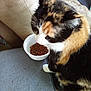 calico_cat, cat, pet, indoor, bowl, dry_food, carpet, couch, floor, fur, whiskers, animal, mammal, closeup, sitting, household, domestic, curious, colorful, feline