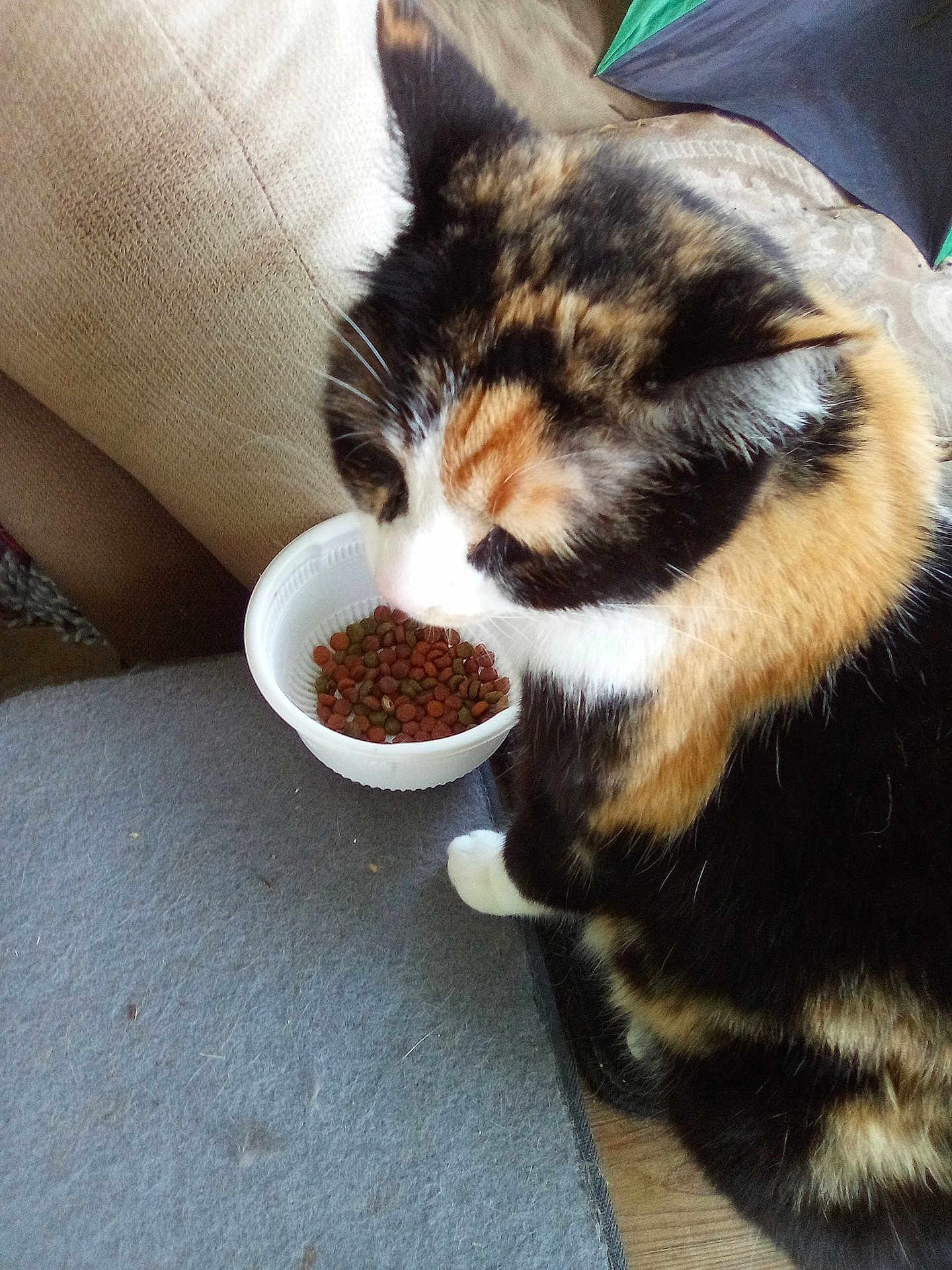 Kitty is registered to the contest to win money with this photo: calico_cat, cat, pet, indoor, bowl, dry_food, carpet, couch, floor, fur, whiskers, animal, mammal, closeup, sitting, household, domestic, curious, colorful, feline