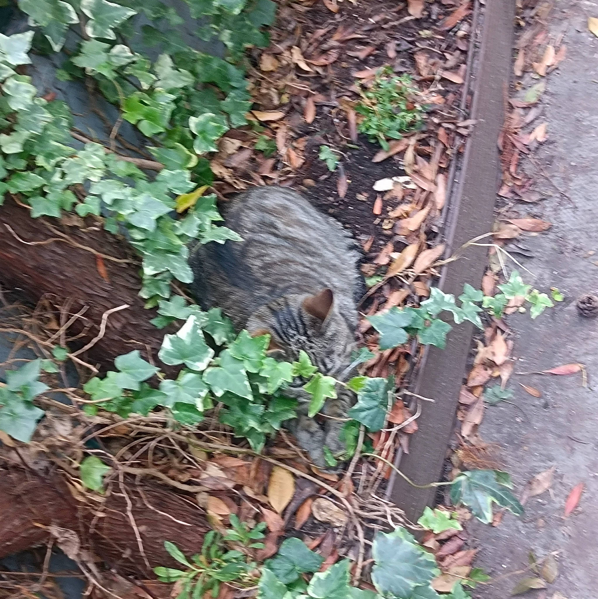 Rouky participe au concours pour gagner de l'argent avec cette photo : annual_plant, fur, grass, groundcover, herb, natural_material, plant, soil, subshrub, tail, terrestrial_animal, terrestrial_plant, trunk, twig, wildlife, wood