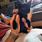 Navi participe au concours pour gagner de l'argent avec cette photo : black_kitten, kitten, cat, pet, hand, person, living_room, couch, window, poster, curtains, casual_clothing, watch, relaxing, indoor, furniture, daylight, cute, animal, small