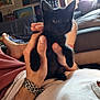 black_kitten, kitten, cat, pet, hand, person, living_room, couch, window, poster, curtains, casual_clothing, watch, relaxing, indoor, furniture, daylight, cute, animal, small