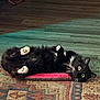 cat, black_cat, white_paws, lying_down, rug, patterned_rug, indoor, pet, animal, fur, whiskers, relaxed, curious, eyes, floor, mat, domestic, cute, cozy, resting
