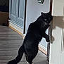 cat, black_cat, white_paws, indoor, wooden_floor, doorframe, curious, pet, animal, feline, walking, shadow, cabinet, home, flooring, fur, tail, mischievous, looking, standing